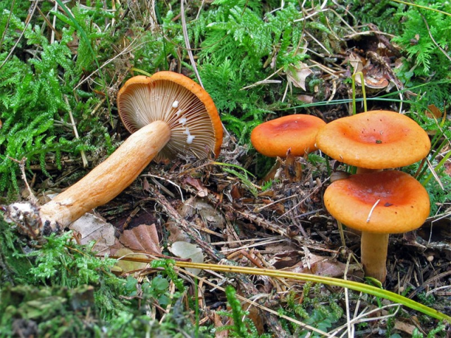 Мицелий Млечника неедкого / Млечник оранжевый (Lactarius mitissimus)